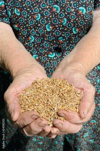 Photo: Farmer hands full of wheat Farmer hands full of wheat