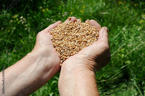 Photo: Farmer hands full of wheat Farmer hands full of wheat