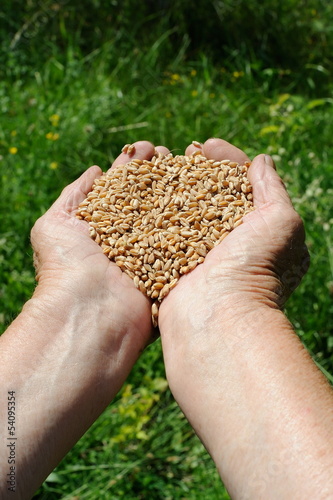 Photo: Farmer hands full of wheat Farmer hands full of wheat