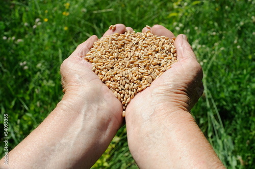 Photo: Farmer hands full of ripe wheat seeds Farmer hands full of ripe wheat seeds