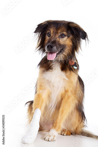 Photo: Hund mit Verletzung beim Tierarzt Hund mit Verletzung beim Tierarzt