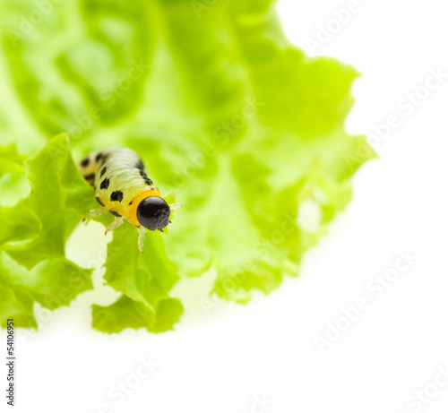 Photo: Yellow caterpillar on lettuce leaf Yellow caterpillar on lettuce leaf
