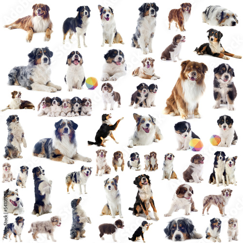 Photo: chiens berger australien chiens berger australien