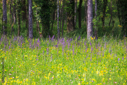 Photo: Grass Grass
