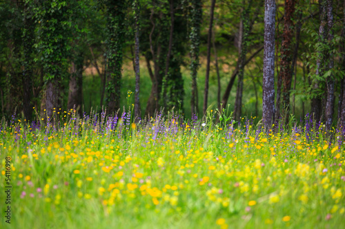 Photo: Grass Grass
