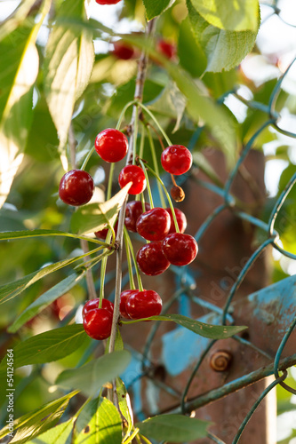 Photo: Cherries on the tree Cherries on the tree