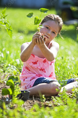 Photo: Young girl planting a sweet pototo slip Young girl planting a sweet pototo slip