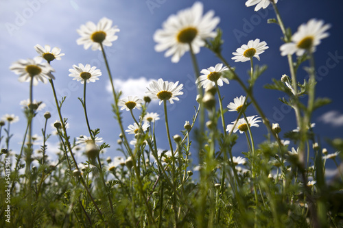 Photo: Field of daisy flowers Field of daisy flowers