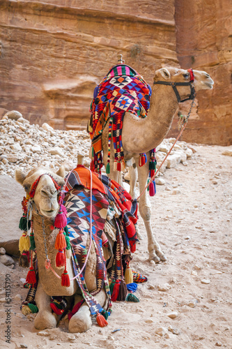 Photo: Camels in Petra Camels in Petra