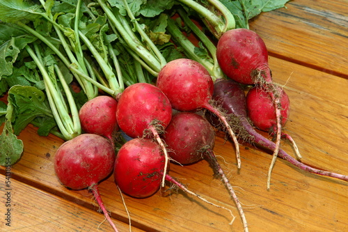 Photo: Frische Radieschen direkt auf dem Garten Frische Radieschen direkt auf dem Garten