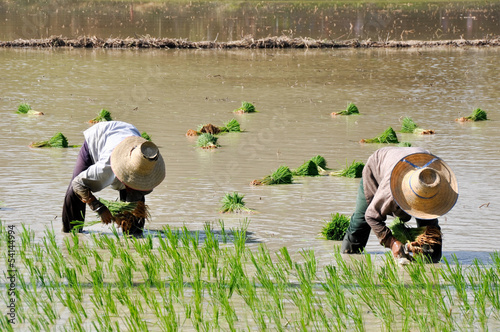 Photo: Thai farmers planting on the paddy rice farmland Thai farmers planting on the paddy rice farmland