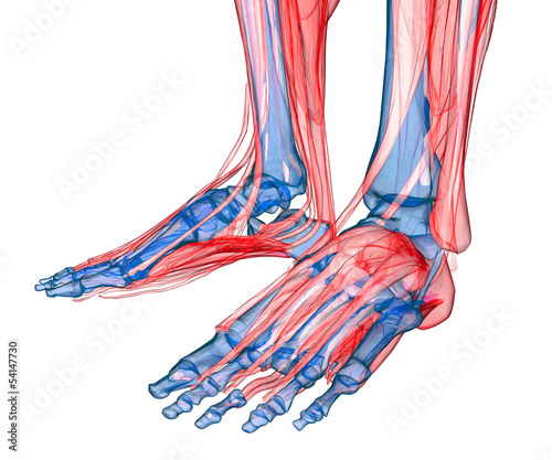 Illustration: Anatomy of leg and foot Anatomy of leg and foot