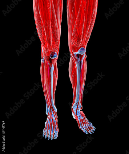 Illustration: Anatomy of human Legs Anatomy of human Legs
