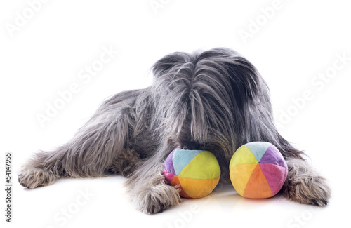 Photo: Pyrenean sheepdog ans toys Pyrenean sheepdog ans toys