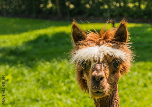 Photo: Portrait of a cute young brown llama Portrait of a cute young brown llama