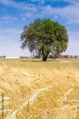Photo: Wheat field Wheat field