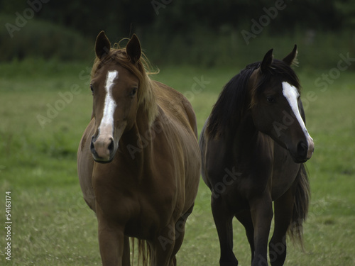 Photo: pferd 43 pferd 43