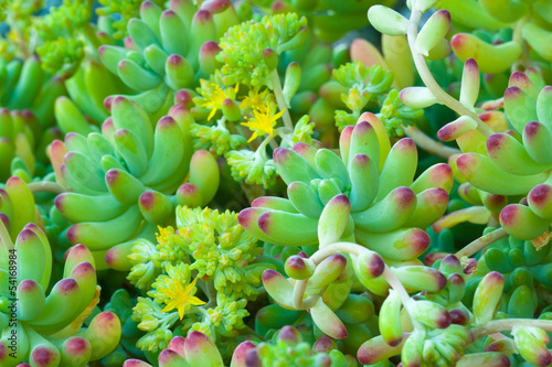 Photo: plante grasse plante grasse
