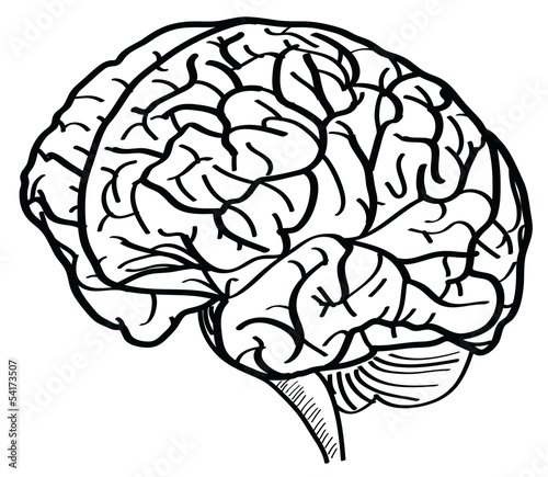 Vector: Human Brain Vector Outline Sketched Up. Human Brain Vector Outline Sketched Up.