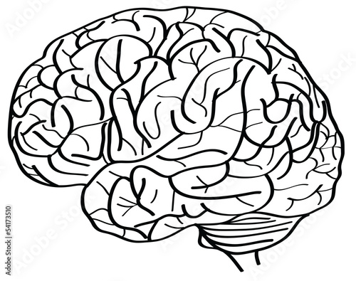 Vector: Human Brain Vector Outline Sketched Up. Human Brain Vector Outline Sketched Up.