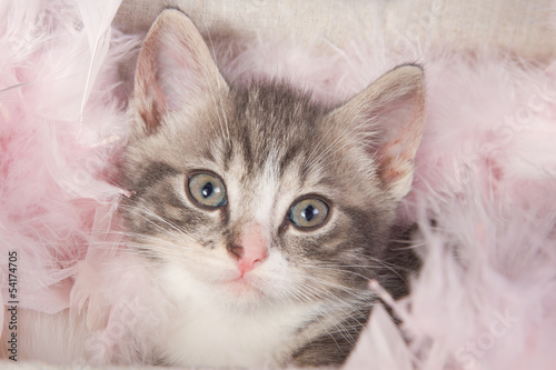Photo: Young kitten in box Young kitten in box