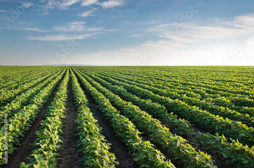 Photo: Soybean Field Soybean Field