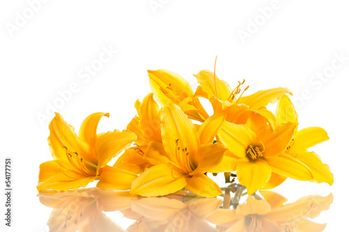Photo: yellow lily yellow lily