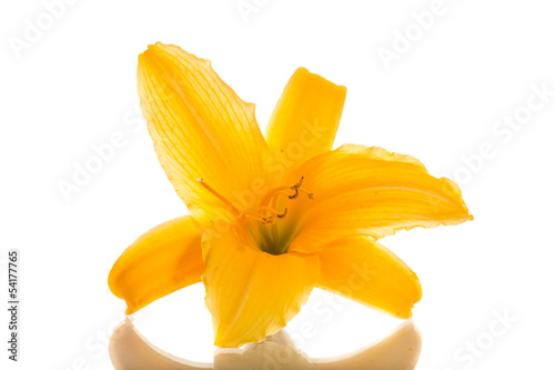 Photo: yellow lily yellow lily