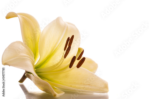 Photo: lily lily