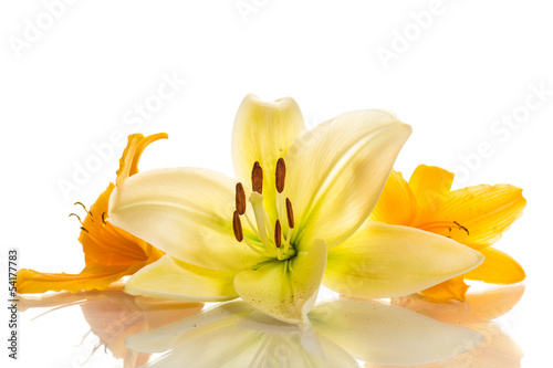 Photo: yellow lily yellow lily
