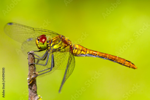 Photo: Sympetrum sanguineum Sympetrum sanguineum