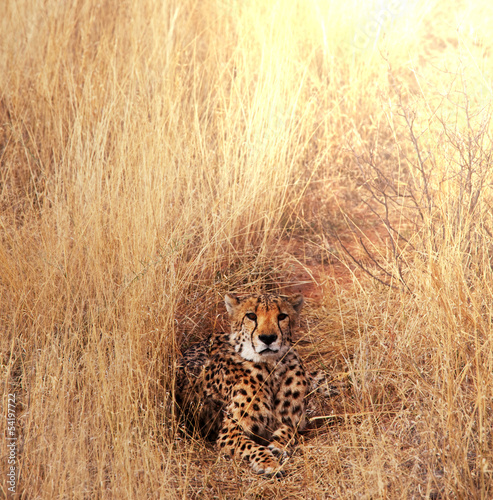 Photo: Cheetah Cheetah