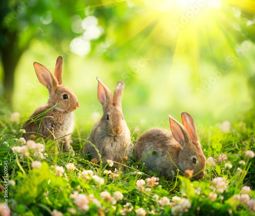Photo: Rabbits. Art Design of Cute Little Easter Bunnies in the Meadow Rabbits. Art Design of Cute Little Easter Bunnies in the Meadow