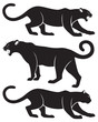 puma puma