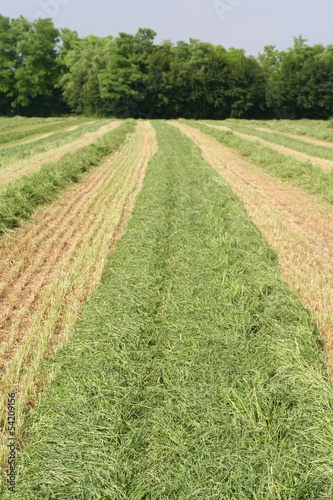 Photo: foraggio tagliato su campo_ campagna foraggio tagliato su campo_ campagna