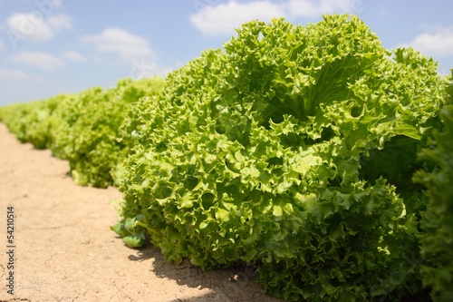 Photo: Salatkopf reif für die Ernte Salatkopf reif für die Ernte