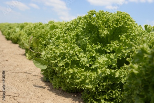 Photo: Salatkopf reif für die Ernte Salatkopf reif für die Ernte