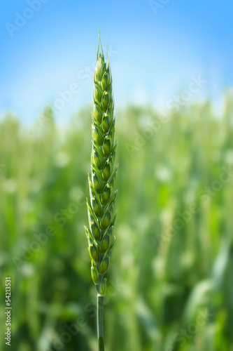 Photo: green wheat green wheat
