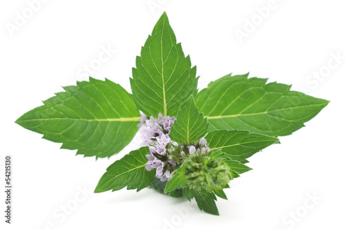 Photo: Mint Leaves Isolated on White Mint Leaves Isolated on White