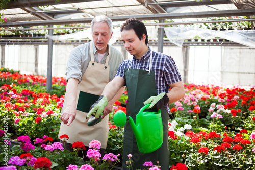 Photo: Greenhouse worker watering plants Greenhouse worker watering plants