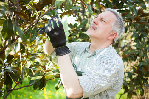 Photo: Gardener pruning a tree Gardener pruning a tree