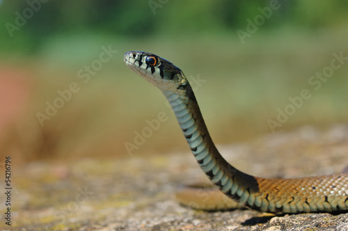 Photo: Grass snake Grass snake