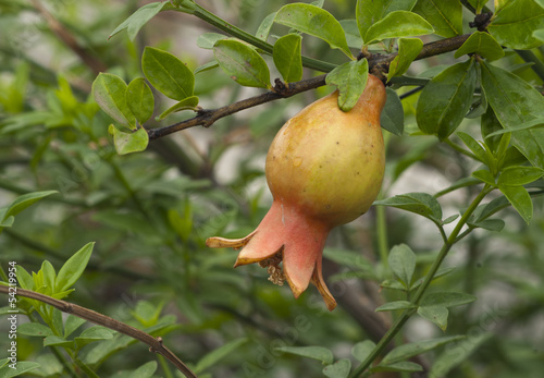 Photo: Baby Pomegranate in Plant Baby Pomegranate in Plant