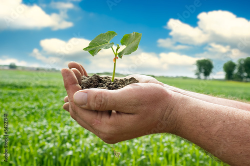 Photo: Hand holding a fresh young plant Hand holding a fresh young plant