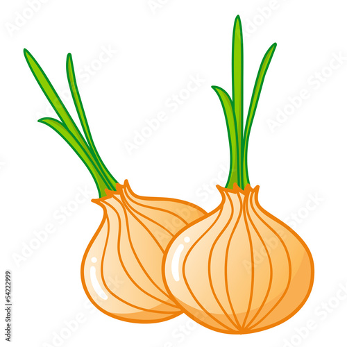 Vector: onions isolated illustration onions isolated illustration