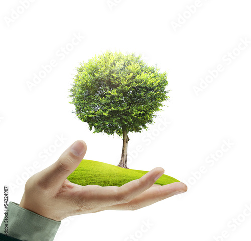 Photo: Small tree in a hand Small tree in a hand