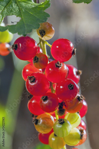 Photo: Rote Johannisbeeren im Garten Rote Johannisbeeren im Garten