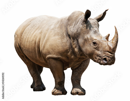 Photo: rhino on white background rhino on white background