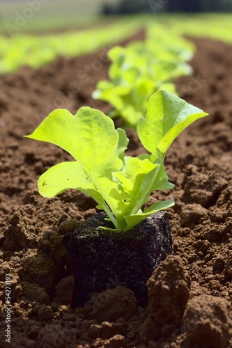 Photo: junger Salat auf dem Feld junger Salat auf dem Feld