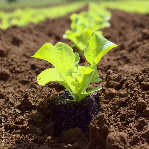Photo: junger Salat auf dem Feld in der Landwirtschaft junger Salat auf dem Feld in der Landwirtschaft